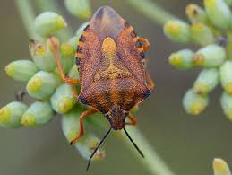 Attēlu rezultāti vaicājumam “Carpocoris sp. nymph”