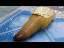 Image result for geoduck