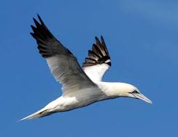 Image result for Morus bassanus