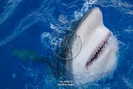 Image result for Carcharhinus galapagensis