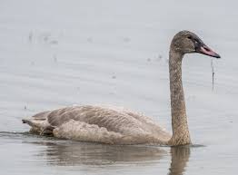 Attēlu rezultāti vaicājumam “Cygnus cygnus juvenile”