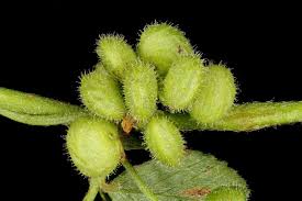 Attēlu rezultāti vaicājumam “Medicago lupulina fruit”