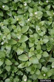 Attēlu rezultāti vaicājumam “Stellaria pallida”