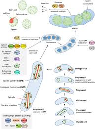 Attēlu rezultāti vaicājumam “Heterotrichia pomiformis (syn. Arcyria pomiformis) spores”