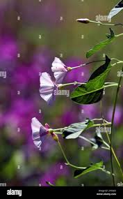 Attēlu rezultāti vaicājumam “Calystegia inflata flower”
