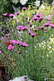 Image result for Dianthus carthusianorum