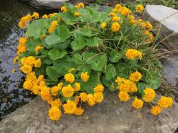 Attēlu rezultāti vaicājumam “Caltha palustris fruit”