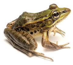 Attēlu rezultāti vaicājumam “Ranidae”