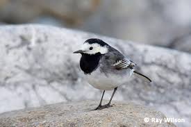 Attēlu rezultāti vaicājumam “Motacilla alba adult”