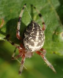 Attēlu rezultāti vaicājumam “Araneus marmoreus”