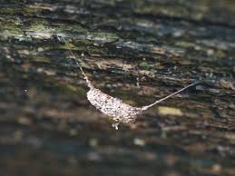 Attēlu rezultāti vaicājumam “Parascotia fuliginaria”