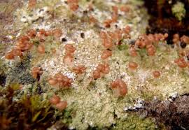 Attēlu rezultāti vaicājumam “Baeomyces rufus”