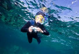 Image result for Wyndley Seals Snorkelling Club