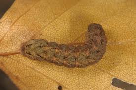 Attēlu rezultāti vaicājumam “Xestia triangulum”