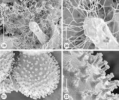 Attēlu rezultāti vaicājumam “Diderma chondrioderma sessile”