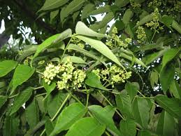 Attēlu rezultāti vaicājumam “Phellodendron amurense flower”