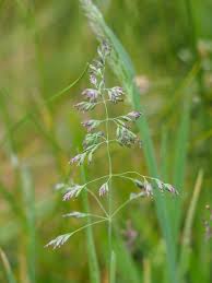 Attēlu rezultāti vaicājumam “Poa humilis”