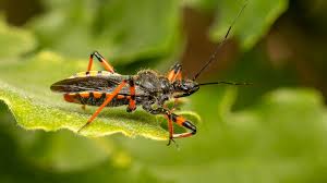 Attēlu rezultāti vaicājumam “Rhynocoris annulatus”