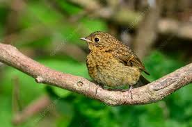 Attēlu rezultāti vaicājumam “Erithacus rubecula juvenile”