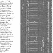 Attēlu rezultāti vaicājumam “Leiocolea rutheana cells”