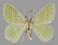 Attēlu rezultāti vaicājumam “Chlorissa viridata”