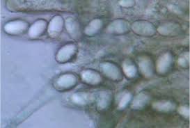 Attēlu rezultāti vaicājumam “Helvella elastica”