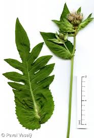 Attēlu rezultāti vaicājumam “Cirsium oleraceum leaf”