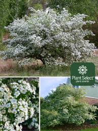 Attēlu rezultāti vaicājumam “Crataegus x macrocarpa”