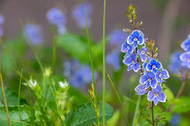 Attēlu rezultāti vaicājumam “Veronica chamaedrys flower”