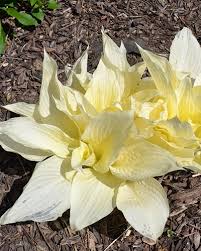 Image result for Hosta White Feather