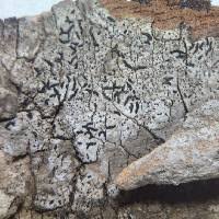 Attēlu rezultāti vaicājumam “Opegrapha atra”