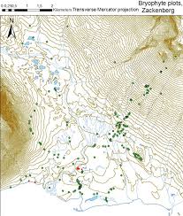 Attēlu rezultāti vaicājumam “Campylophyllum sommerfeltii”