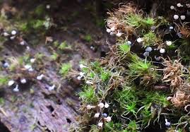 Attēlu rezultāti vaicājumam “Physarum murinum stalked”