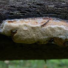 Attēlu rezultāti vaicājumam “Postia guttulata”