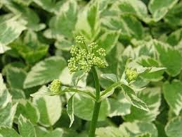 Attēlu rezultāti vaicājumam “Aegopodium podagraria flower”