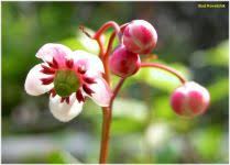 Attēlu rezultāti vaicājumam “Chimaphila umbellata bud”