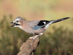 Attēlu rezultāti vaicājumam “Garrulus glandarius adult”