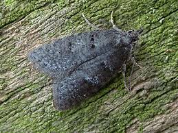 Attēlu rezultāti vaicājumam “Luquetia lobella”