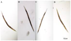 Attēlu rezultāti vaicājumam “Comatricha elegans spores”