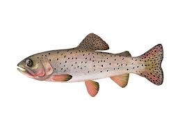 Image result for Oncorhynchus clarkii