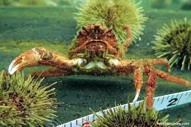 Image result for Hyas coarctatus