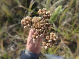 Attēlu rezultāti vaicājumam “Achillea millefolium bud”
