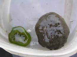 Attēlu rezultāti vaicājumam “Nostoc pruniforme”