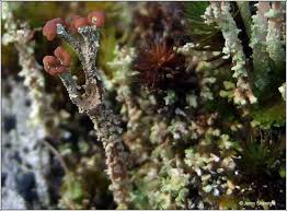 Attēlu rezultāti vaicājumam “Cladonia ramulosa”