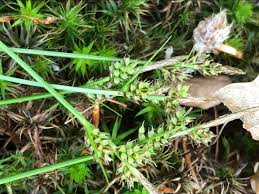 Attēlu rezultāti vaicājumam “Carex pilulifera”