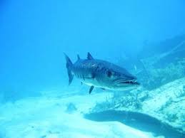 Image result for Dive Barracuda