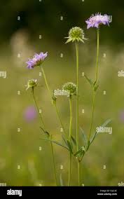 Image result for Knautia arvensis