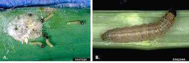 Attēlu rezultāti vaicājumam “Euura brevicornis larva”