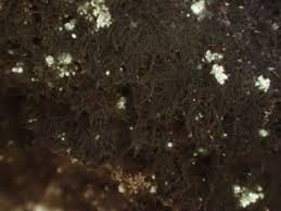 Attēlu rezultāti vaicājumam “Cystocoleus ebeneus”