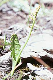 Attēlu rezultāti vaicājumam “Botrychium lunaria”